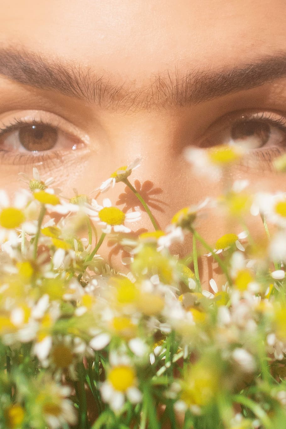 close-up of yellow petaled flowers, person can be seen through daisies HD wallpaper