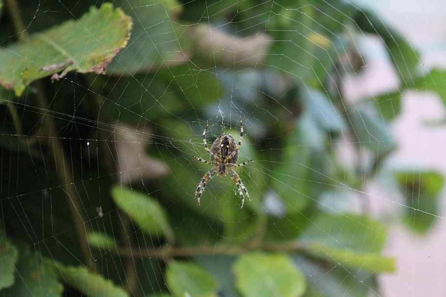 Spider, Animal, Network, Cobweb, Nature, close, strained networks HD wallpaper