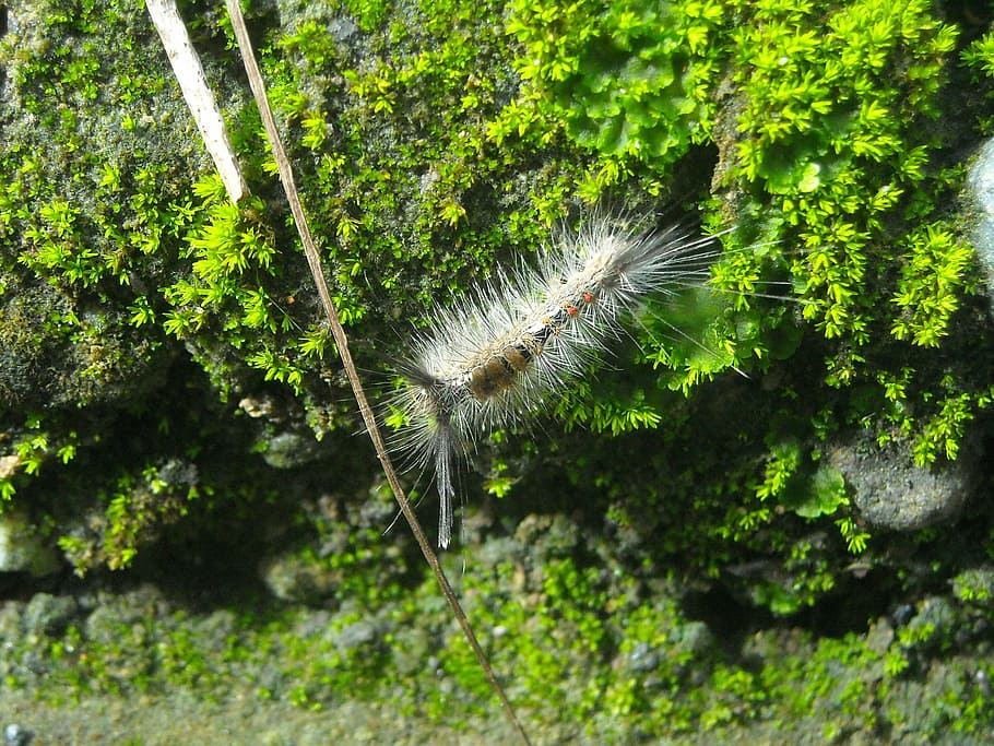 caterpillar, feather, hump, stone, moss, nature, close-up, plant HD wallpaper