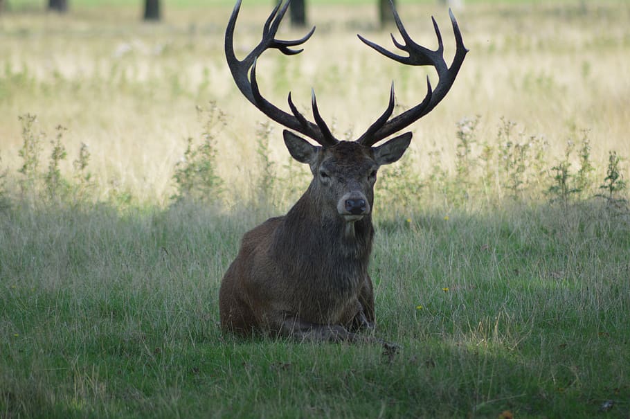 brown deer lying on grass fields, meadow, nature, animal wildlife HD wallpaper