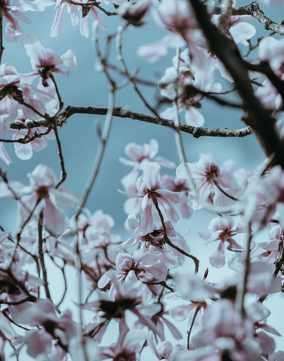 Gazing up at the magnolia tree, selective focus photography of pink petaled flowers HD wallpaper