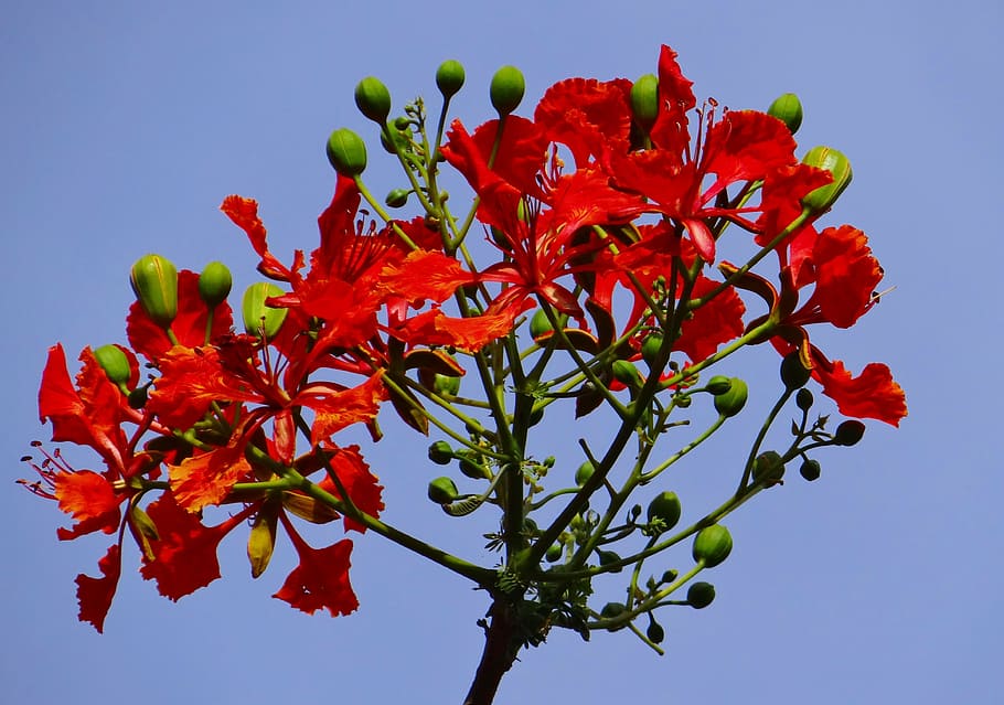 Gulmohar Images – Browse 788 Stock Photos, Vectors, and Video | Adobe Stock