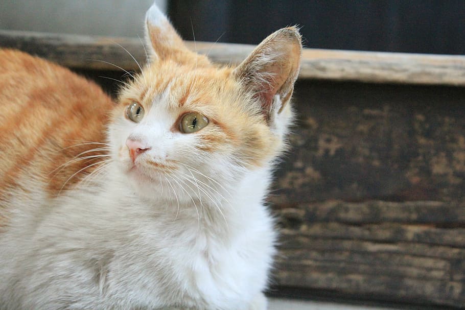 cat, kitty, animal, calm, pets, domestic cat, domestic animals HD wallpaper