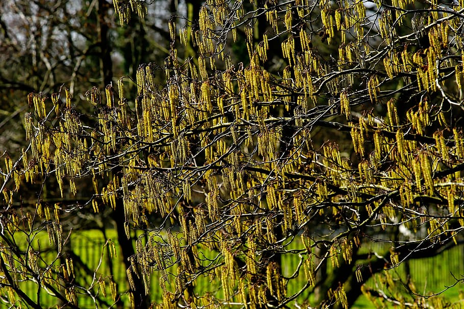 pasture, blossom, bloom, willow catkins, pussy willow, spring HD wallpaper