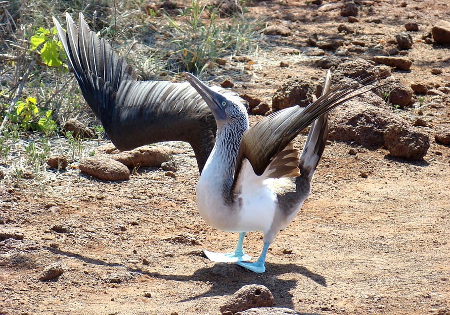 bird on soil, blue-footed, booby, mating ritual, galapagos HD wallpaper