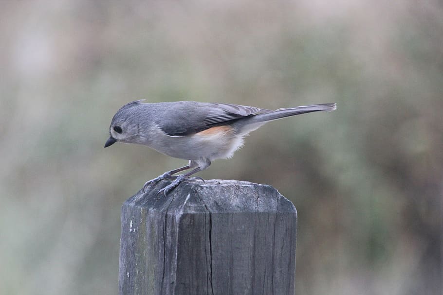 titmouse, tufted titmouse, bird, nature, feathers, wildlife HD wallpaper