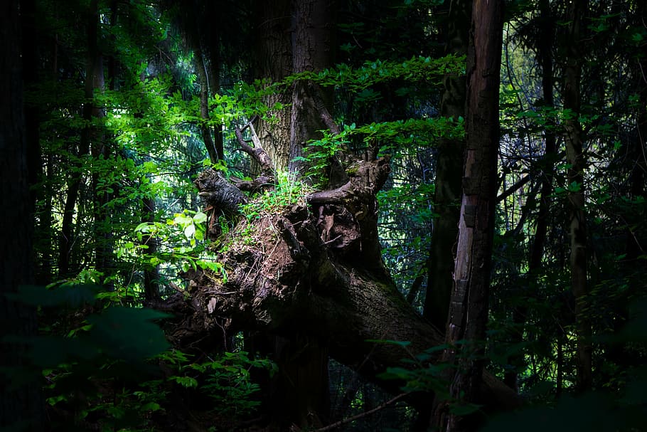 forest tree, log, nature, trees, sunlight, forests, old tree HD wallpaper