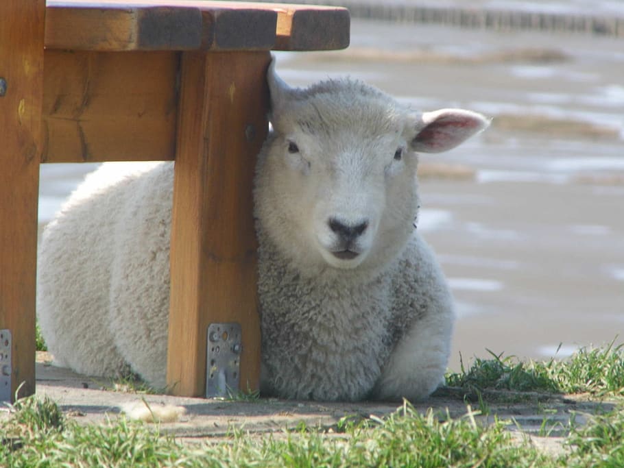 lamb, dike, dithmarschen, animal, animal themes, mammal, one animal HD wallpaper