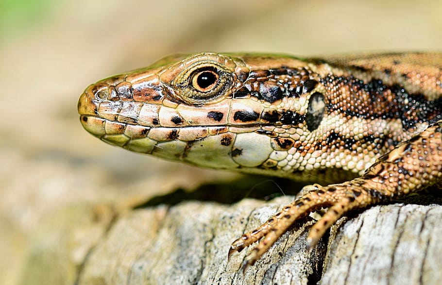 nature, lizard, insect, reptile, fauna, macro, animal wildlife HD wallpaper