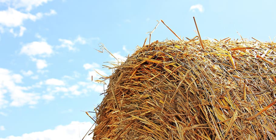 hey in worm's eyeview, straw role, harvest, agriculture, round bales