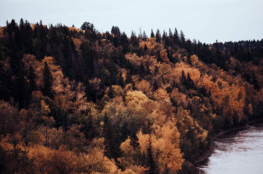 aerial view photography of brown forest, areal, black, leaf, tree, HD wallpaper