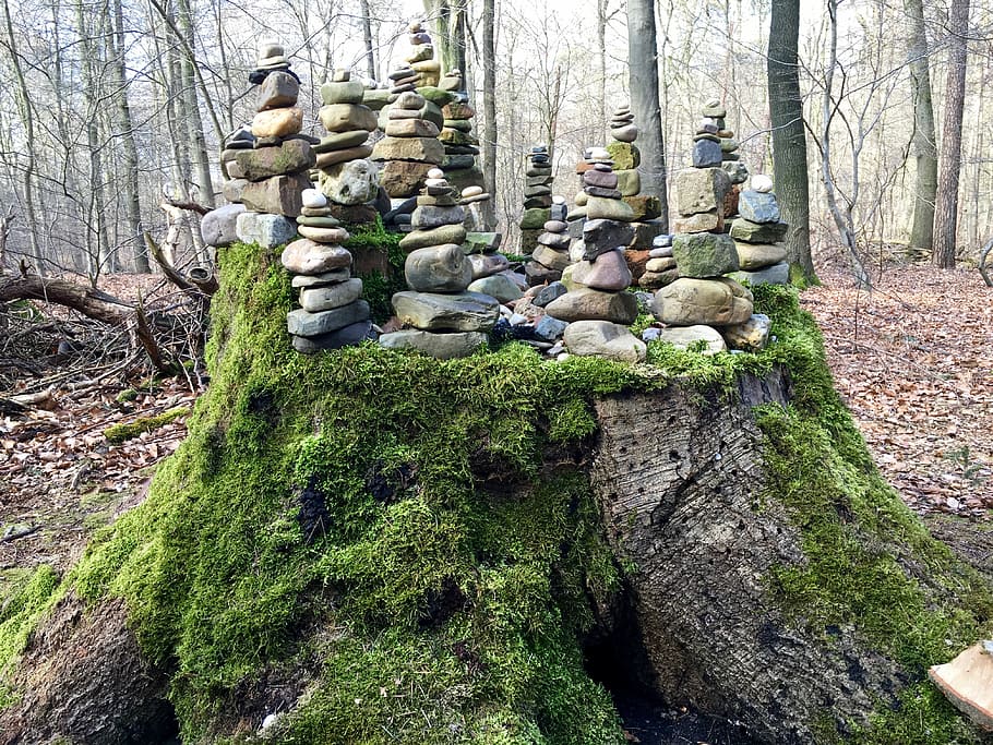 stones, tree stump, forest, moss, sawed off, nature, art, plant HD wallpaper