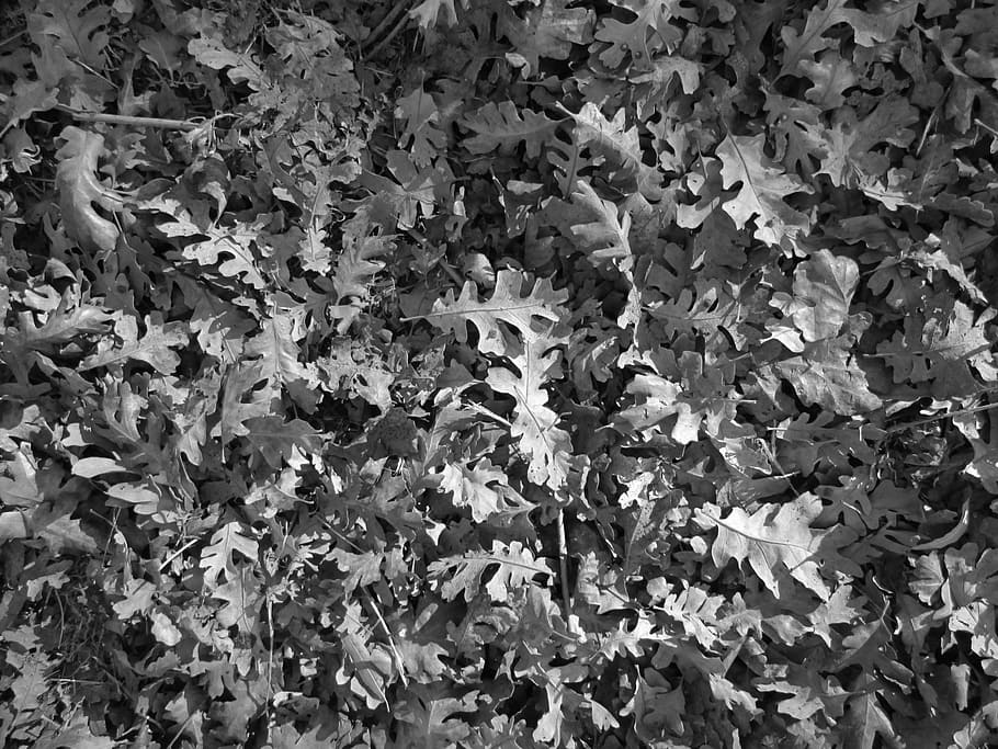 leaves, leaf, texture, nature, vegetation, ground cover, plant part HD wallpaper
