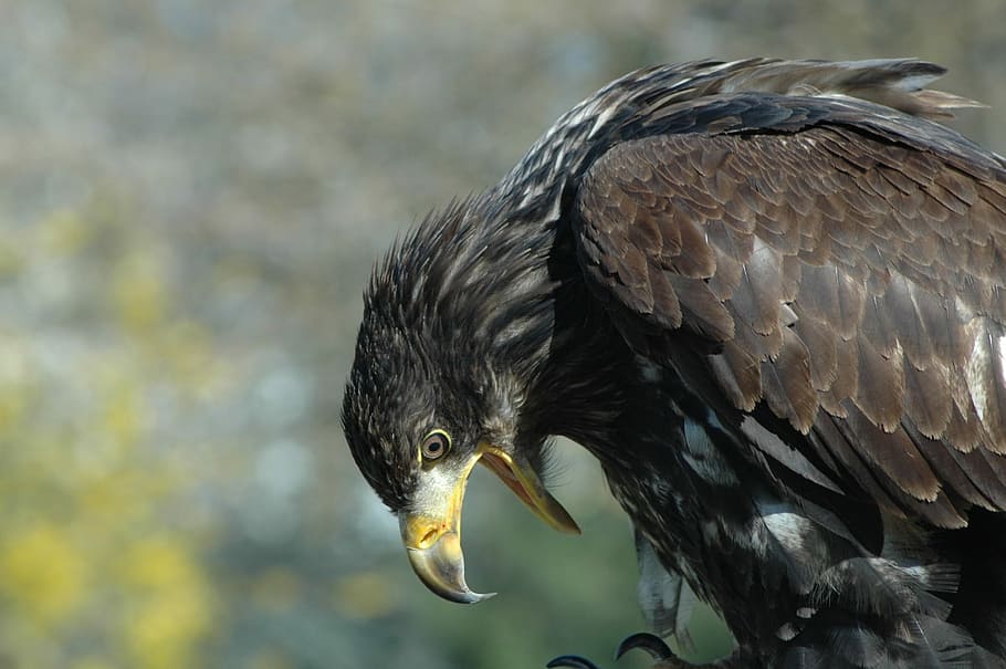 Eagle, Raptor, eagle 10, sitting, one animal, bird, animal wildlife HD wallpaper