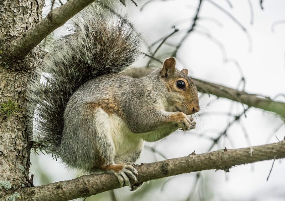 Squirrel, Nut, Eating, Claws, Animal, nature, fluffy, fur, mammal HD wallpaper