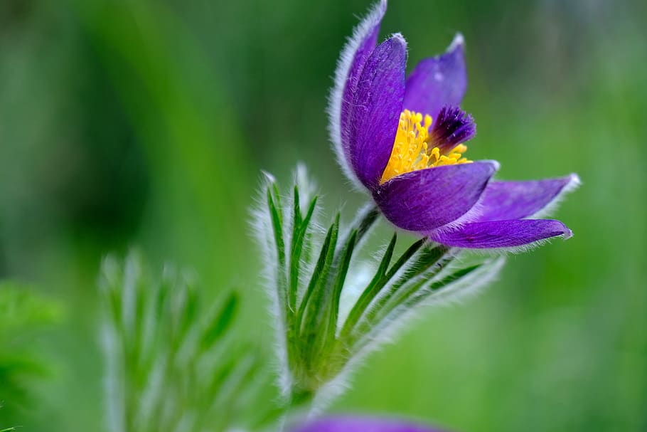pasqueflower, plant, purple, violet, blossom, bloom, garden HD wallpaper