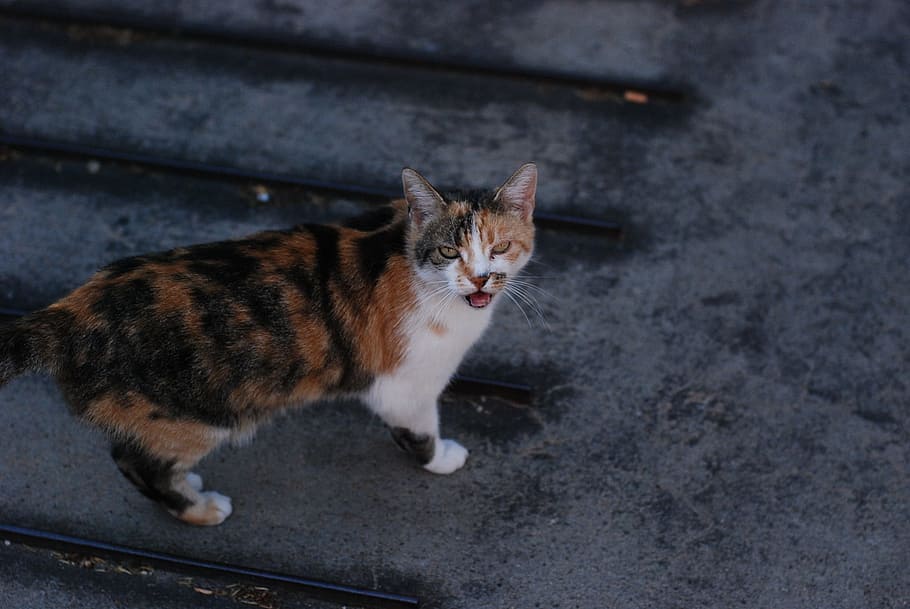 Cat, Cute, Colorful, Kitty, funny, cute cat, tricolor, furry