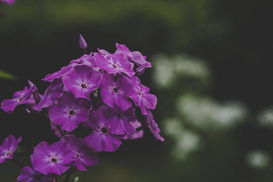 Purple Petaled Flowers, bloom, blooming, blossom, blur, blurred background HD wallpaper