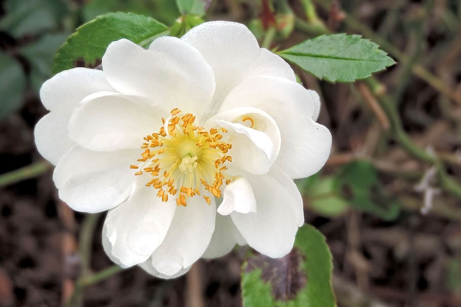 bush rose, wild rose, blossom, bloom, white, flowering plant HD wallpaper