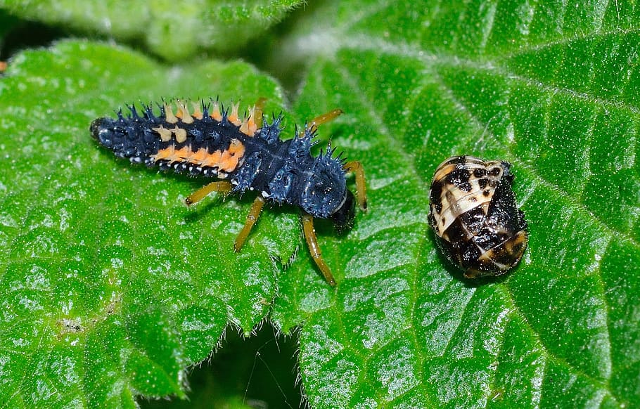 Ladybug, Larva, Harmonia, animal themes, one animal, animals in the wild HD wallpaper