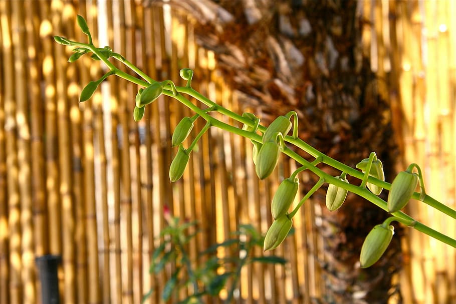 Buds, Spike, Plant, green color, nature, close-up, one animal HD wallpaper