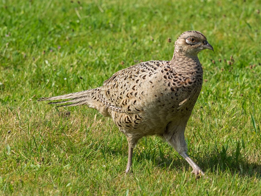 pheasant, hen, poultry, bird, species, animal themes, animals in the wild HD wallpaper