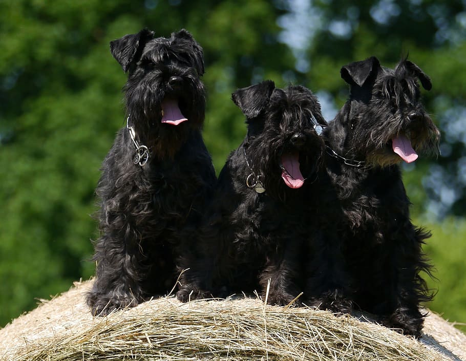 three black Scottish terrier, dogs, schnauzer, hay bales, animal themes, HD wallpaper