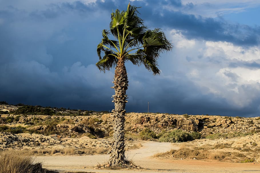 palm tree, sky, clouds, stormy, autumn, nature, landscape, dirt road HD wallpaper