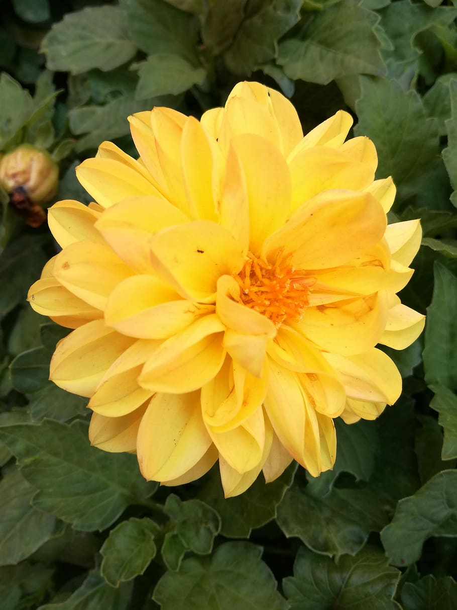 flower, garden, flowering plant, fragility, vulnerability, freshness HD wallpaper