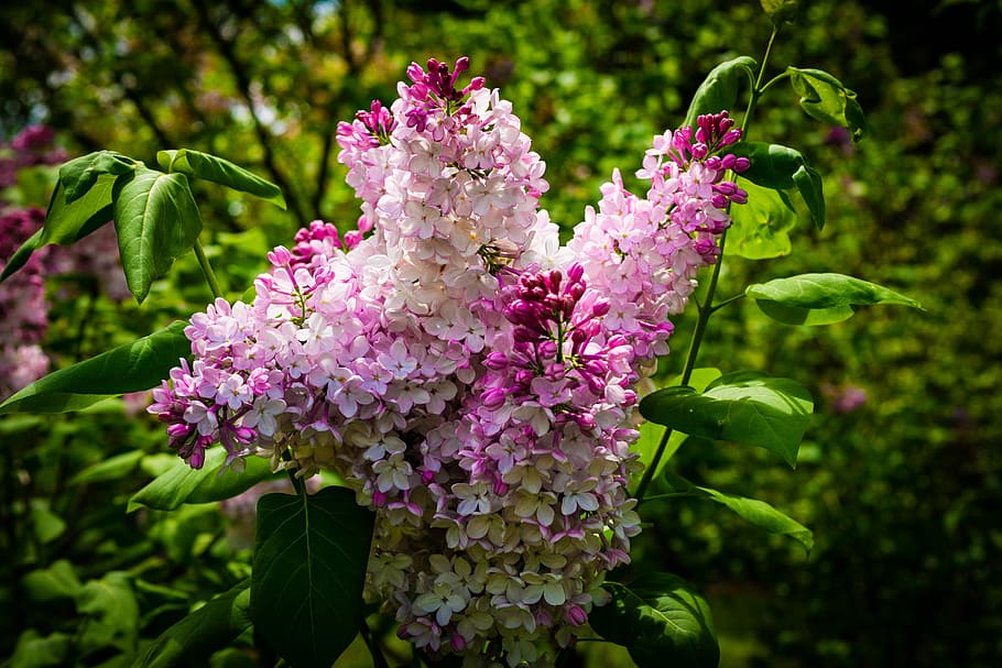 lilac, flower, garden, spring, flowering plant, freshness, beauty in nature HD wallpaper
