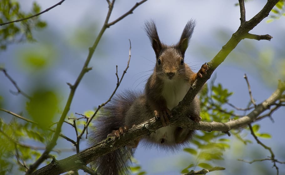 squirrel on branch during day, verifiable kitten, spring, nest robbers, HD wallpaper