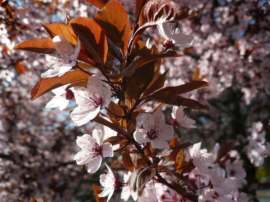 shallow focus photography of white flowers, spring, flowering tree HD wallpaper
