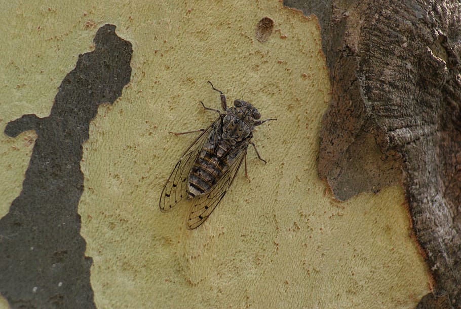 Cicada, Provence, Insect, Nature, Spring, animal themes, animal wildlife HD wallpaper