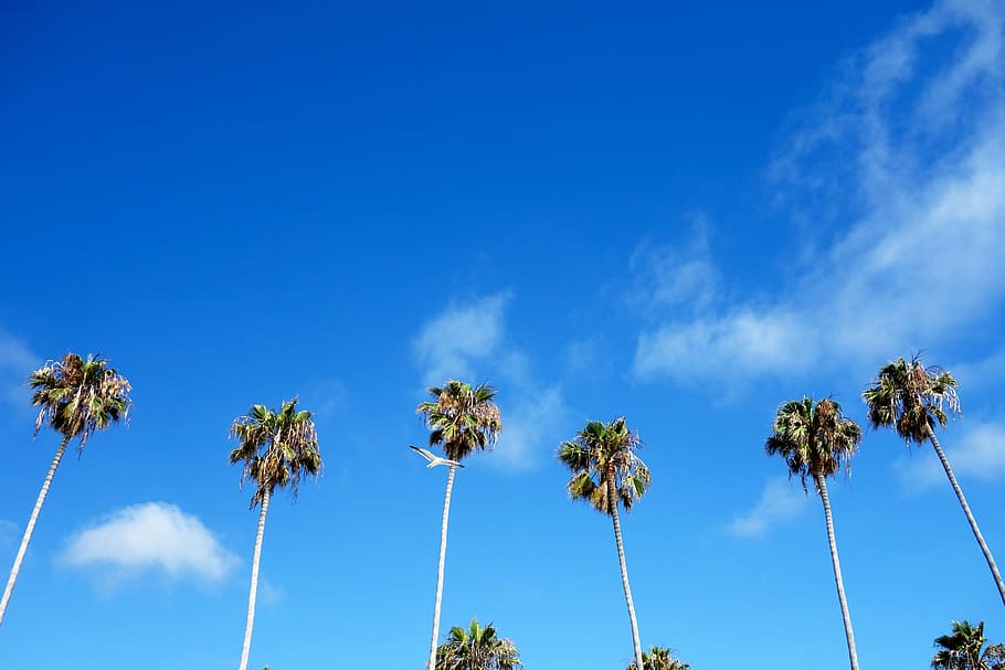 Find me under the palms, green palm trees, sky, blue, bird, tropical climate HD wallpaper