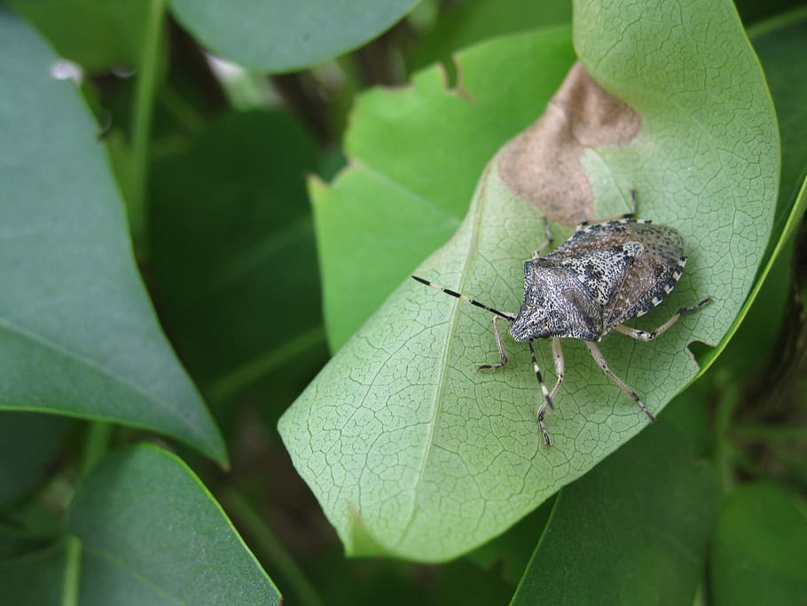 bug, leaf, insect, close up, creepy-crawlies, plant part, animal themes HD wallpaper