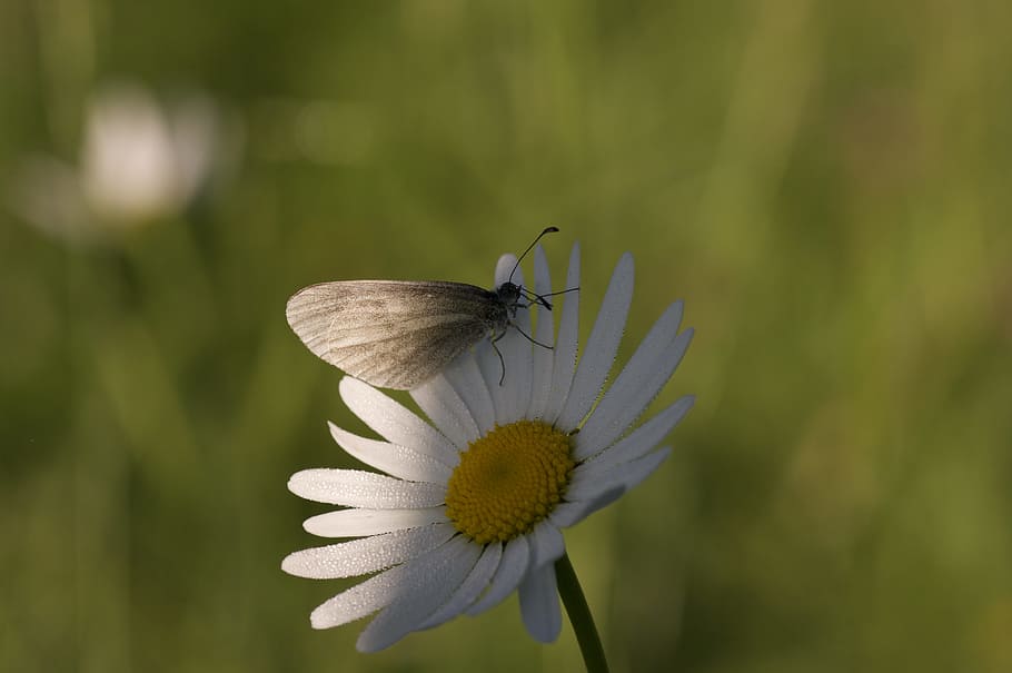 nature, macro, butterfly, flower, flowering plant, animal wildlife HD wallpaper