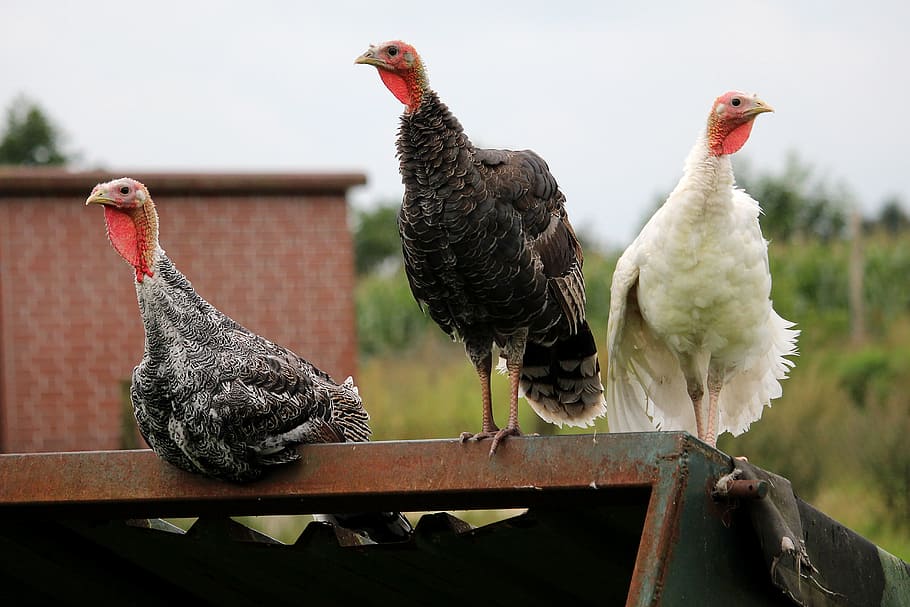 turkeys, three turkeys, small, sublime, bird, animal themes HD wallpaper
