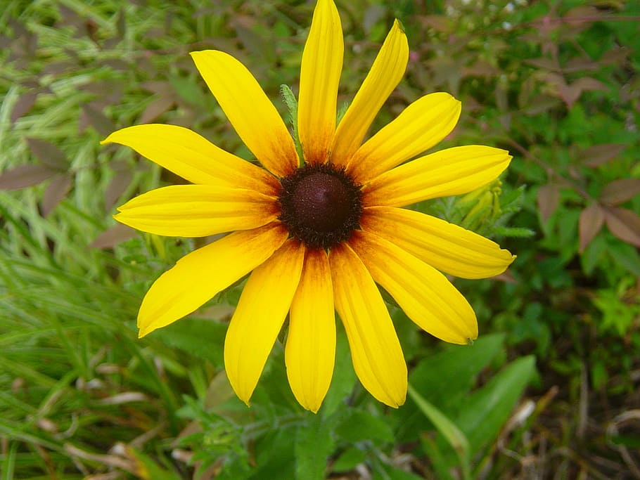 Daisy, Yellow, Asteraceae, Flower, petal, fragility, growth HD wallpaper