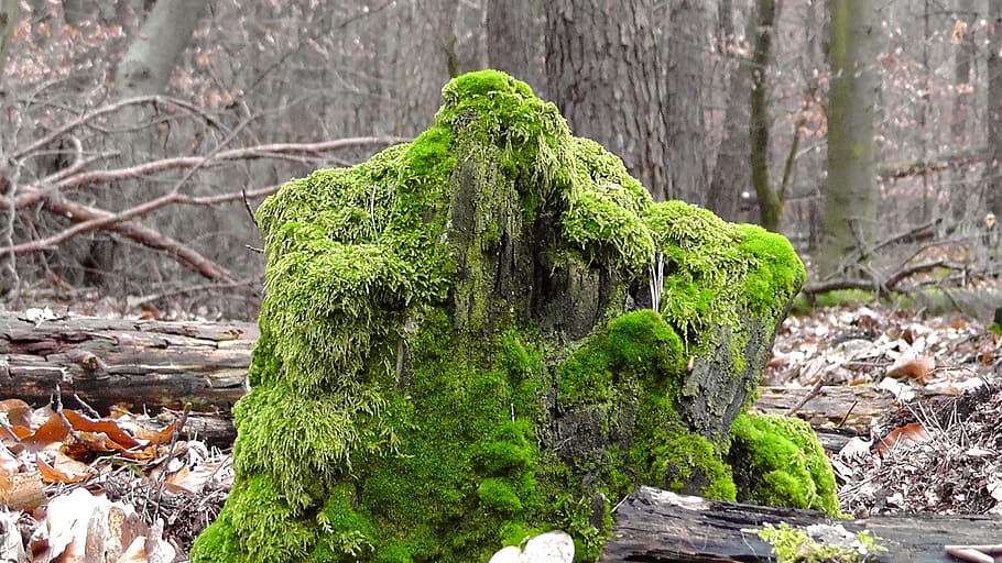 green moss on tree stump, bemoost, forest, log, bark, trees HD wallpaper