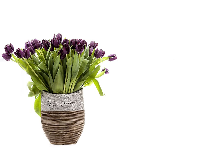 purple flowers on white and brown vase, tulips, spring, clear HD wallpaper