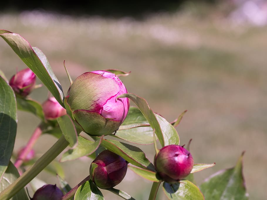 button, flower, green, pink, button flower, bud, peony, garden HD wallpaper