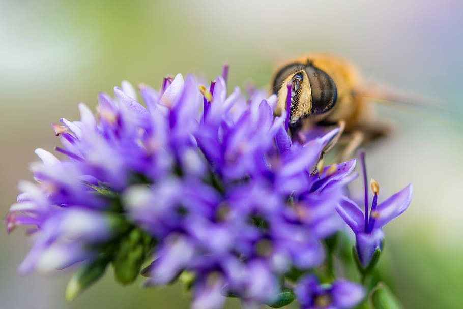 bee, flower, macro, close up, yellow, purple, honey, nature HD wallpaper