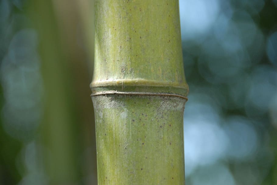Bamboo, Grass, Nature, no people, focus on foreground, close-up HD wallpaper