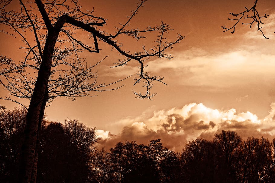 tree, branch, silhouette, bare tree, skies, clouds, sepia, monochrome HD wallpaper