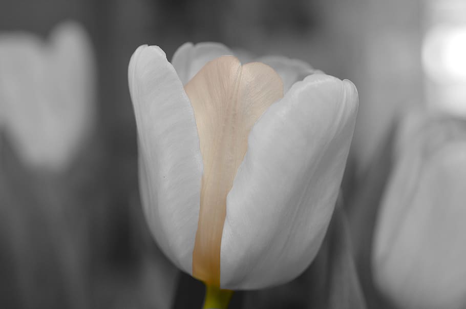 closeup photography of white tulip flower, close-up, freshness HD wallpaper