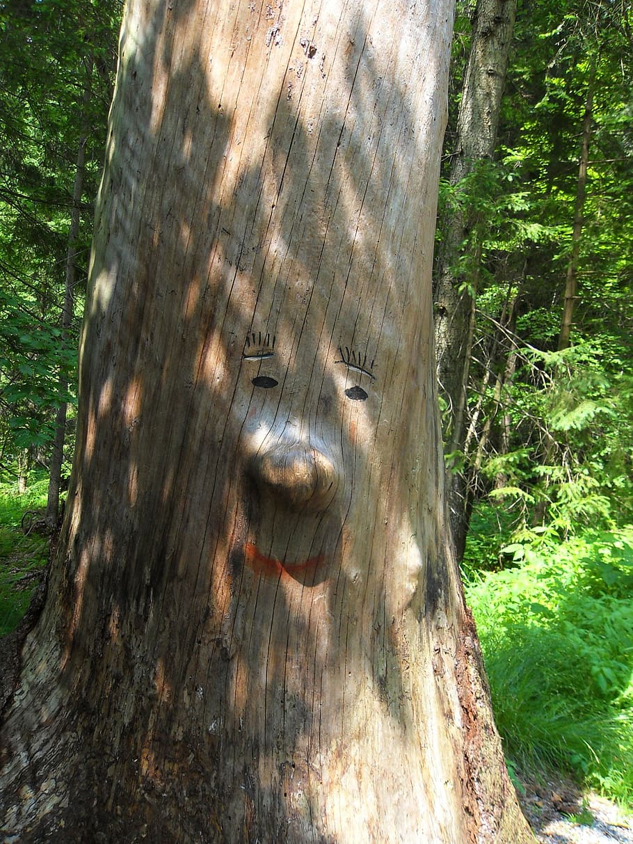 tree face, log, forest spirit, plant, tree trunk, day, nature HD wallpaper