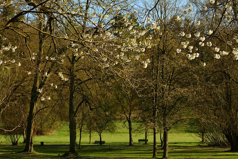 park, trees, april, spring, spring awakening, tree blossoms HD wallpaper
