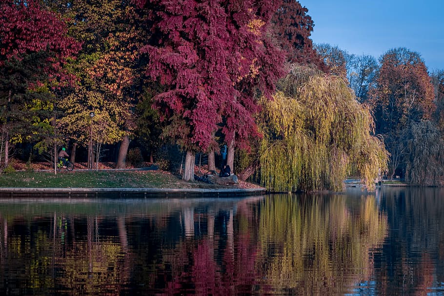 person cycling near trees and body of water, red, green, plants HD wallpaper