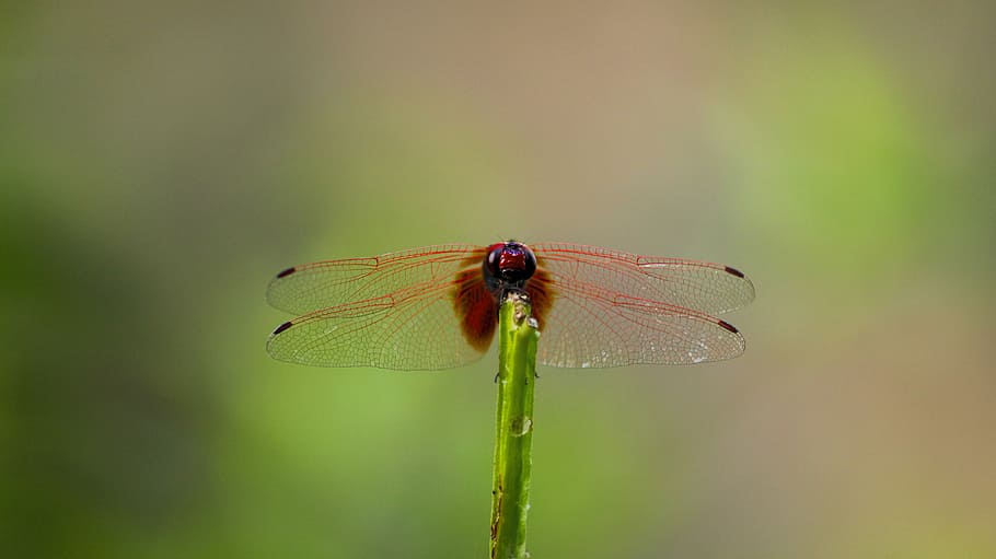 Dragonfly, Insect, red dragonfly, nature, animal, wildlife HD wallpaper
