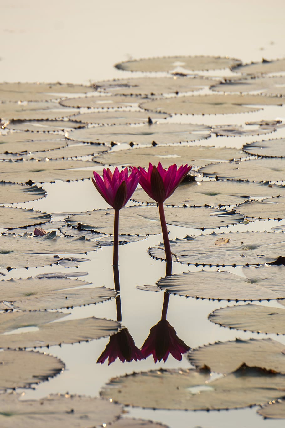two purple lotus flowers on body of water, two pink flowers with water lilies HD wallpaper